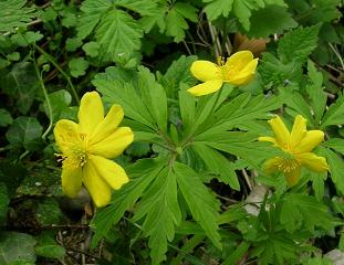 Image  anemone ranunculoide